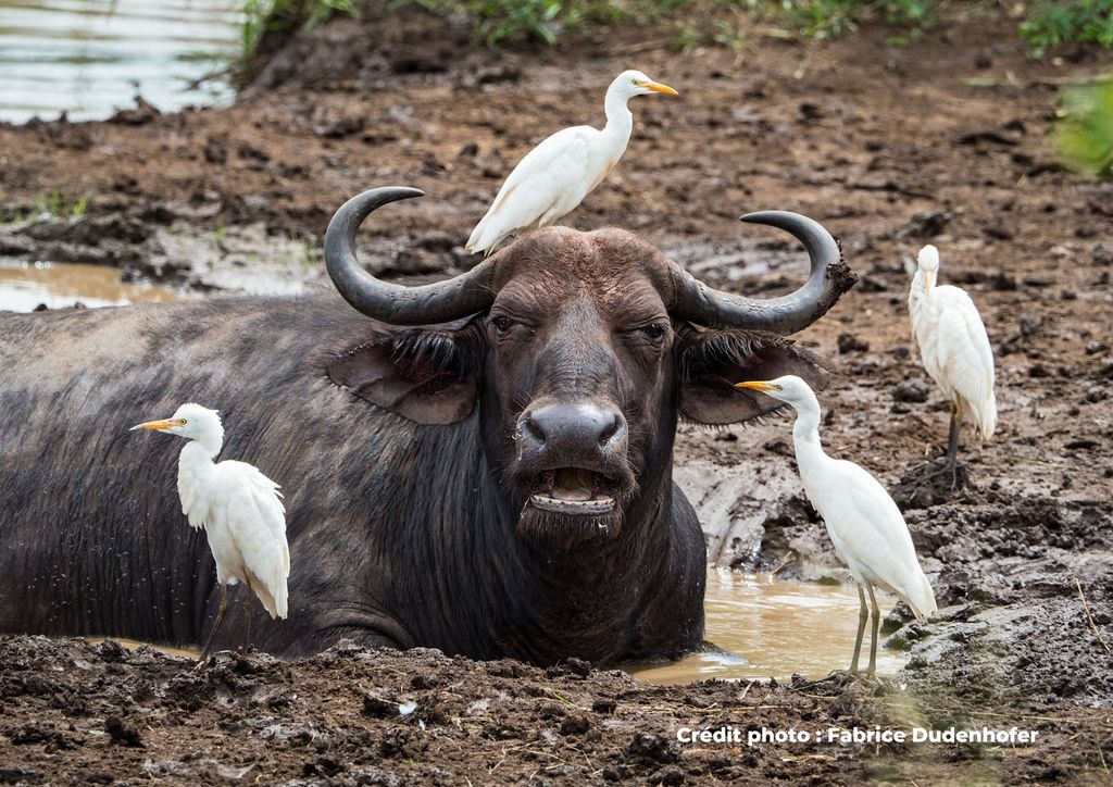 buffle avec oiseau